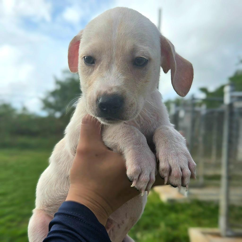 Enlarge Buck, a Adoptable mixed breed in Mangilao, GU image 2/2
