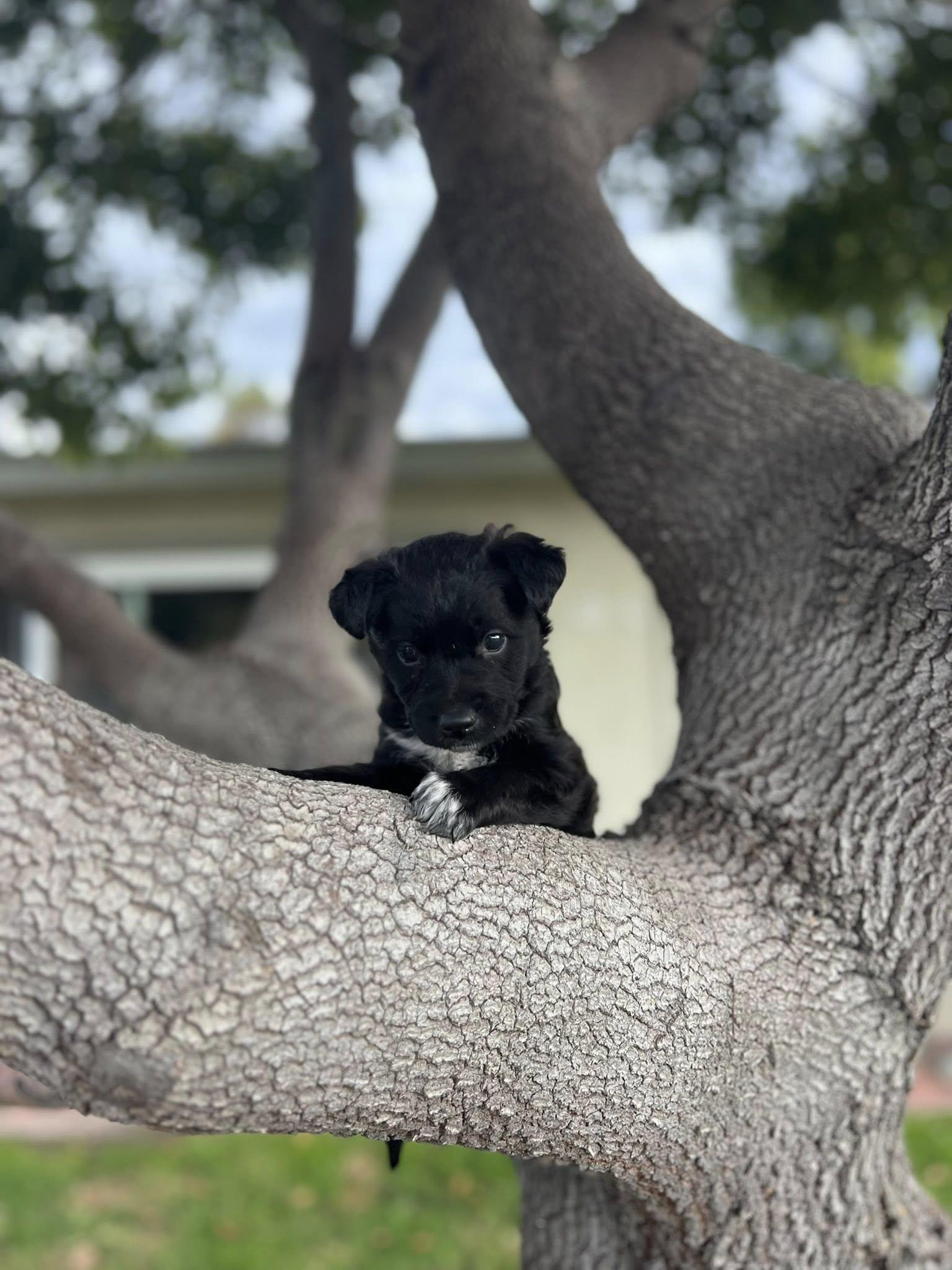 Fonzie, Adoptable, Puppy Male Border Collie.
