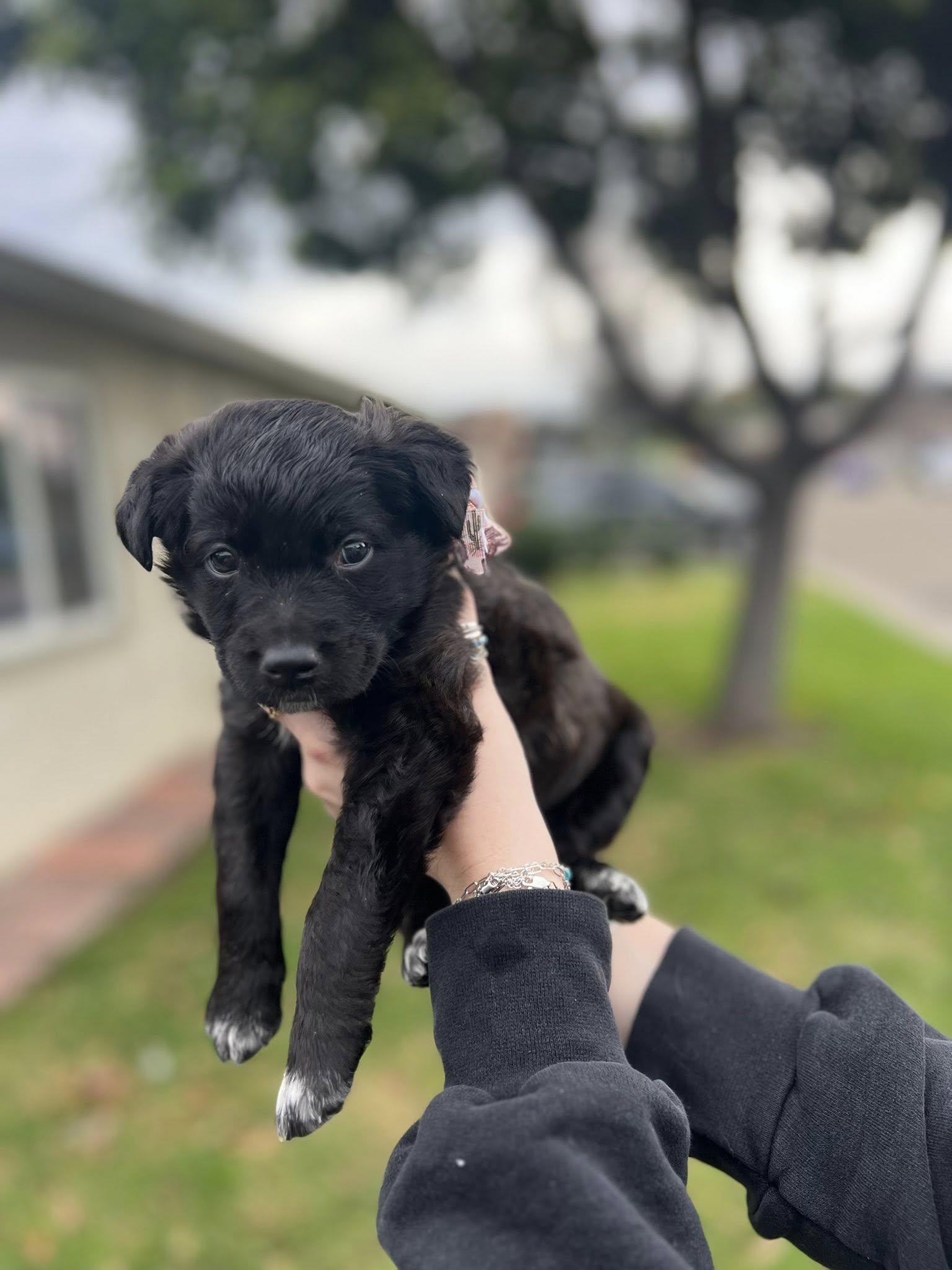 Enlarge Fonzie, a Adoptable Border Collie in Paso Robles, CA image 2/3