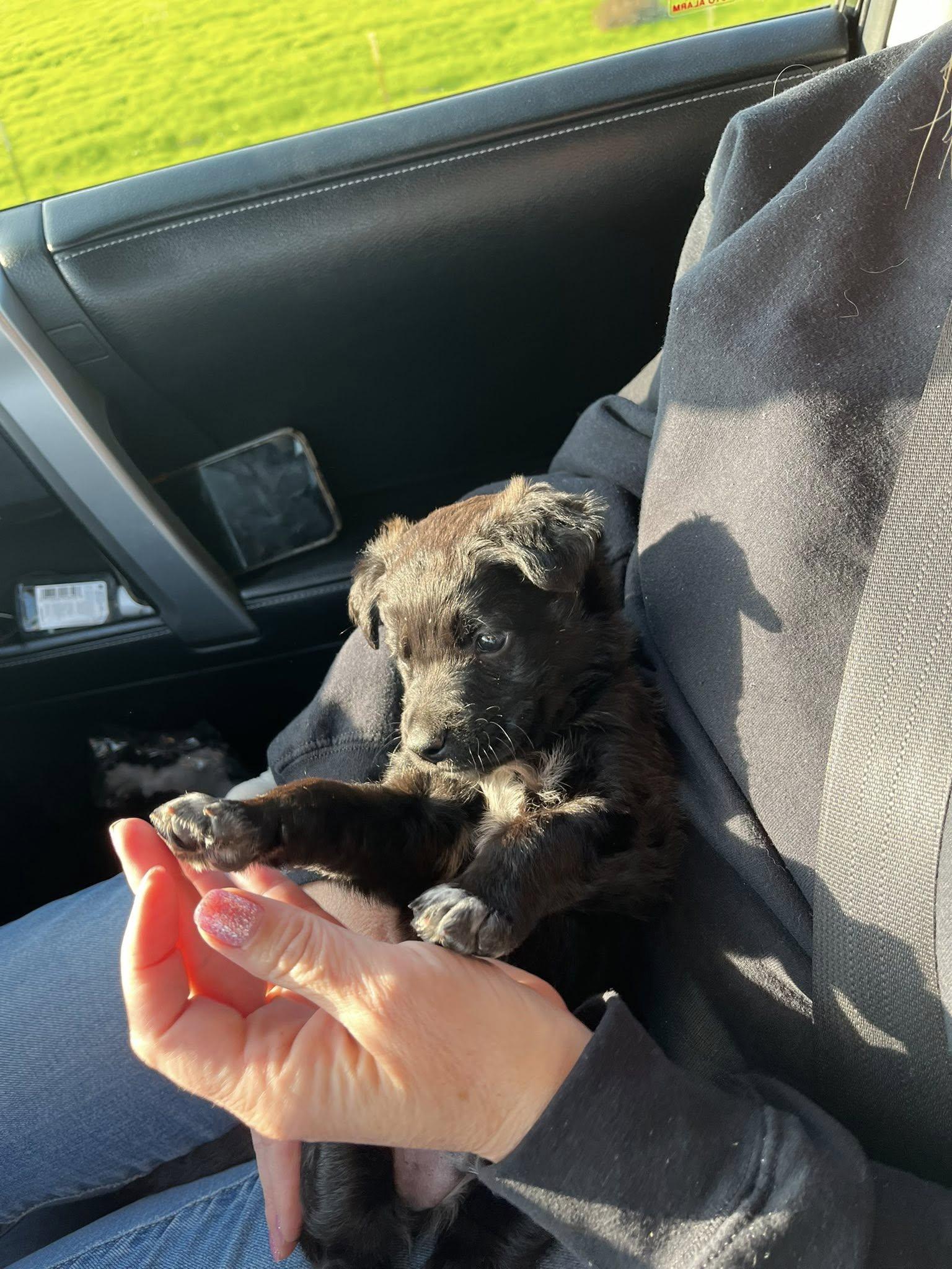 Enlarge Fonzie, a Adoptable Border Collie in Paso Robles, CA image 3/3