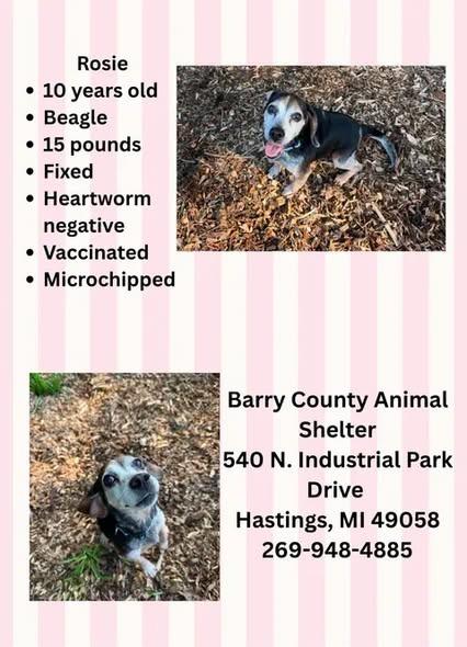 ROSIE, Adoptable, Senior Female Beagle & Labrador Retriever.