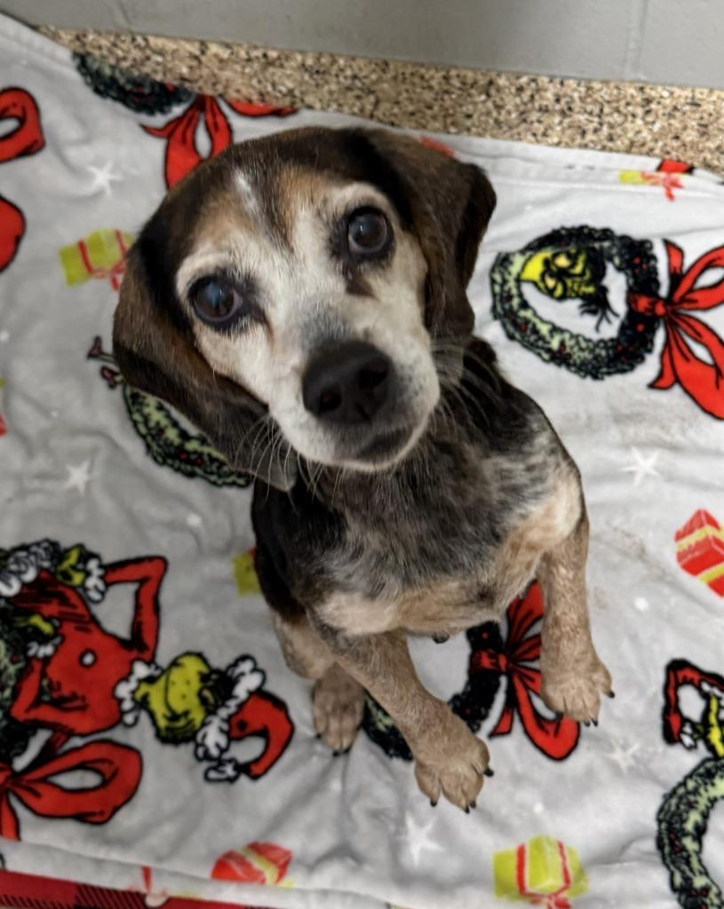 ROSIE, a Adoptable mixed breed in Hastings, MI image 2/2