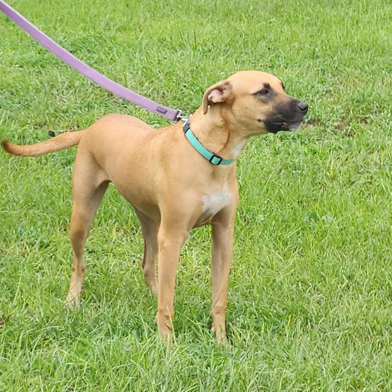 Enlarge Carlee, an adoptable mixed breed in Brewton, AL image 6/6