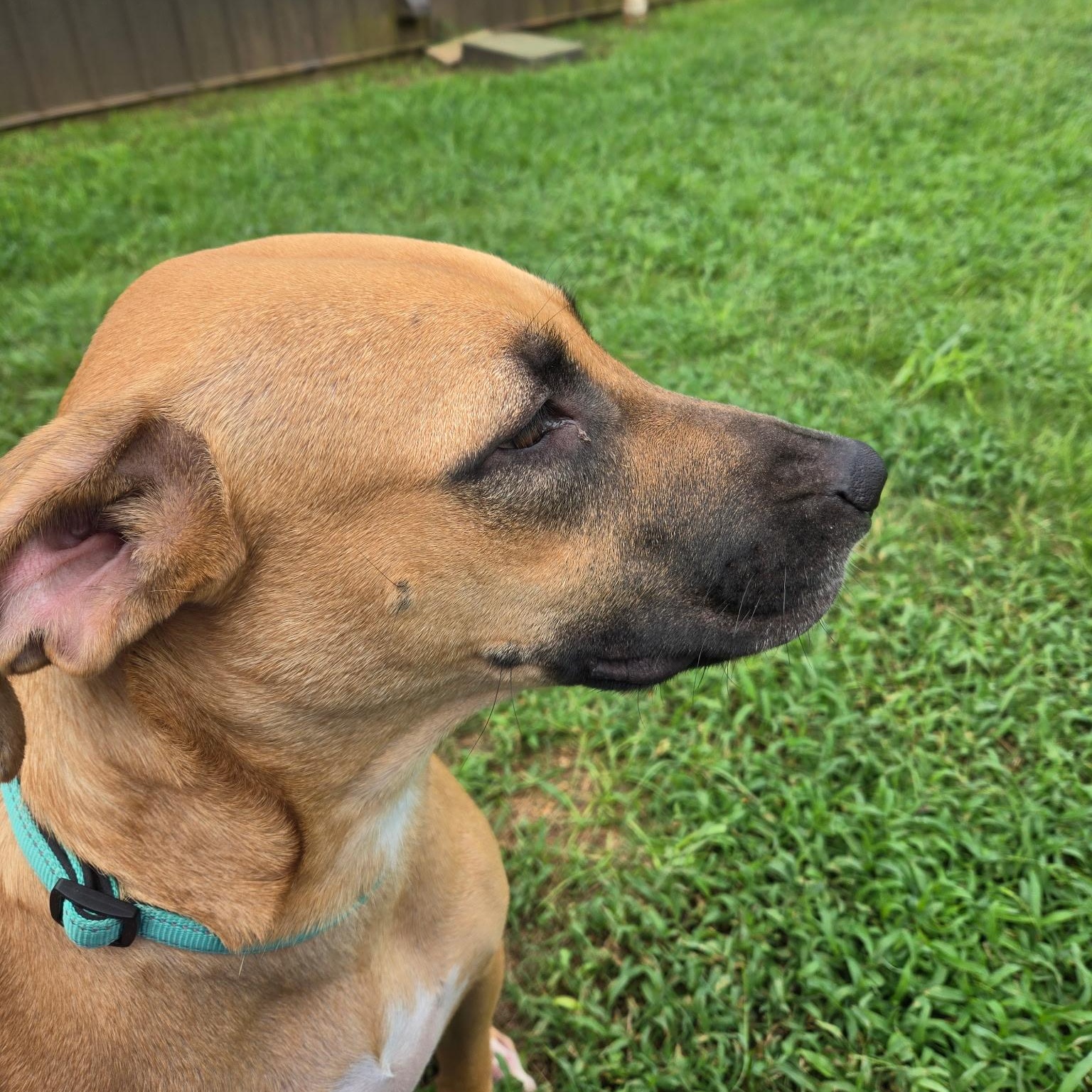 Enlarge Carlee, an adoptable mixed breed in Brewton, AL image 5/6