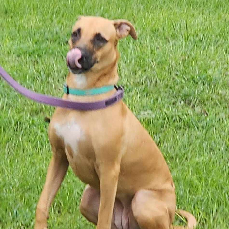 Enlarge Carlee, an adoptable mixed breed in Brewton, AL image 2/6