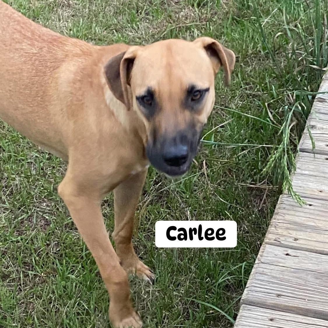 Enlarge Carlee, an adoptable mixed breed in Brewton, AL image 1/1