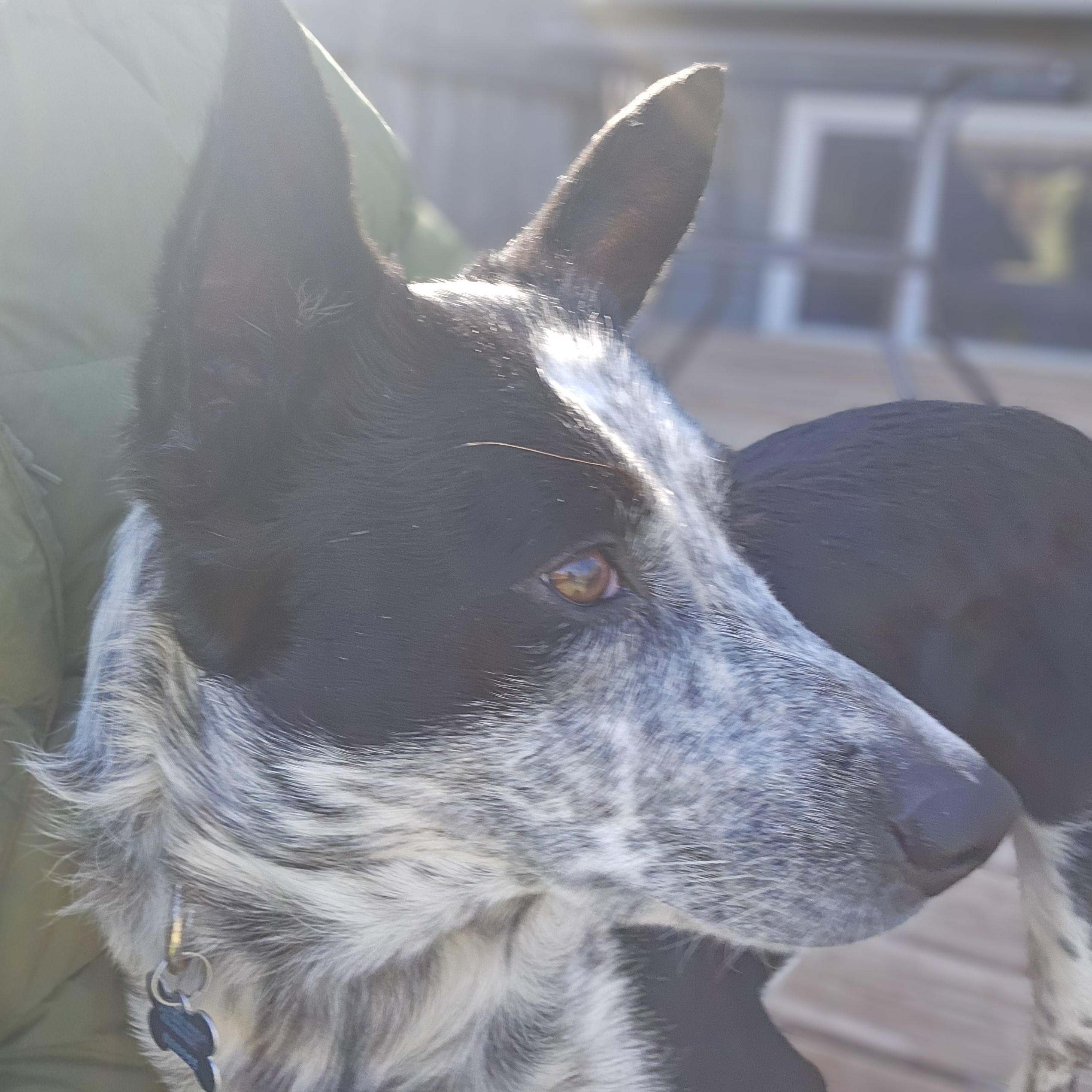 Enlarge Rex, a ADOPTABLE mixed breed in Minneapolis, MN image 4/4