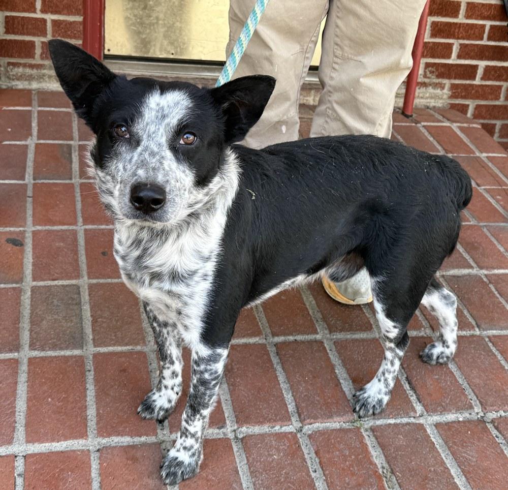 Rex, ADOPTABLE, Young Male Australian Cattle Dog / Blue Heeler & Mixed Breed.