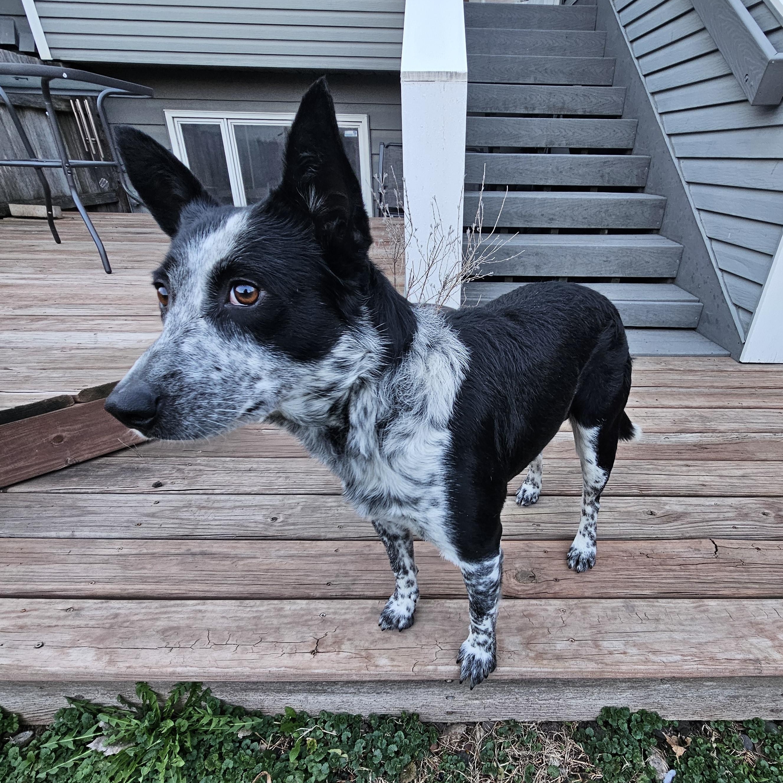 Enlarge Rex, a ADOPTABLE mixed breed in Minneapolis, MN image 3/4