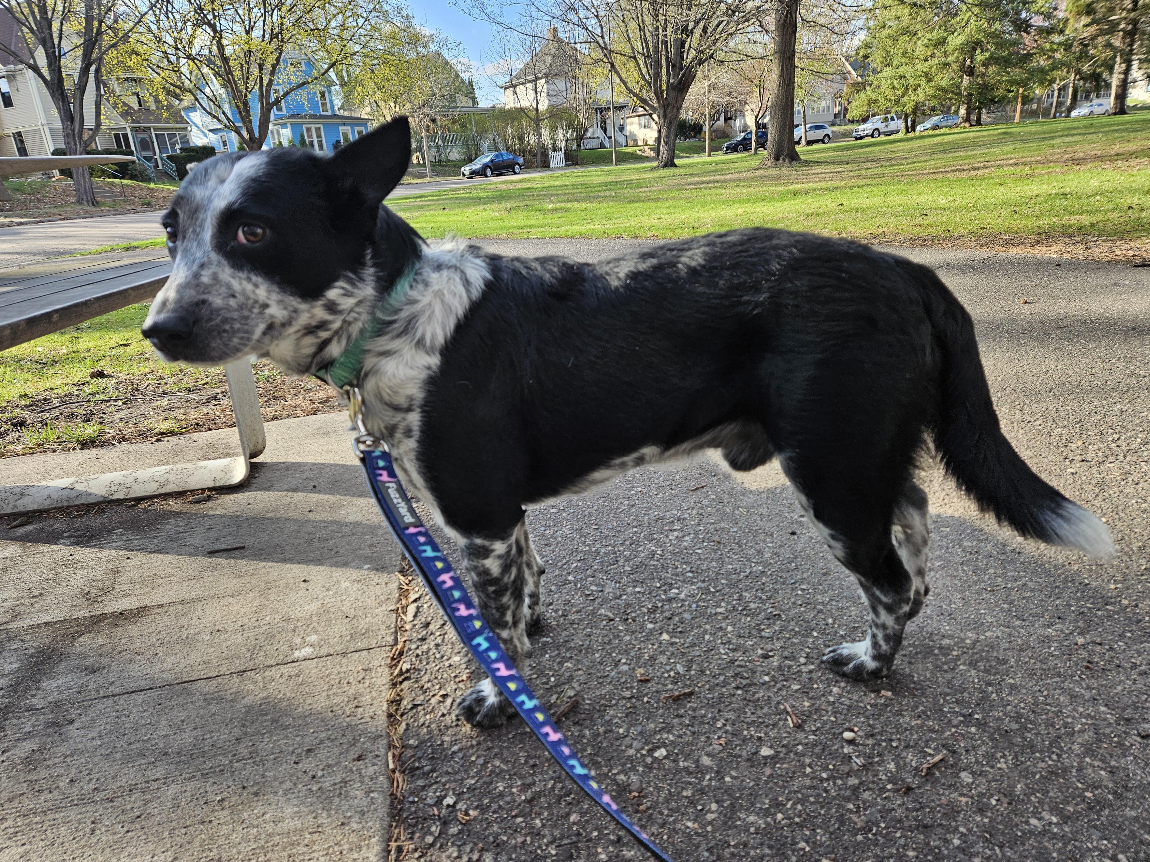 Enlarge Rex, a ADOPTABLE mixed breed in Minneapolis, MN image 2/4