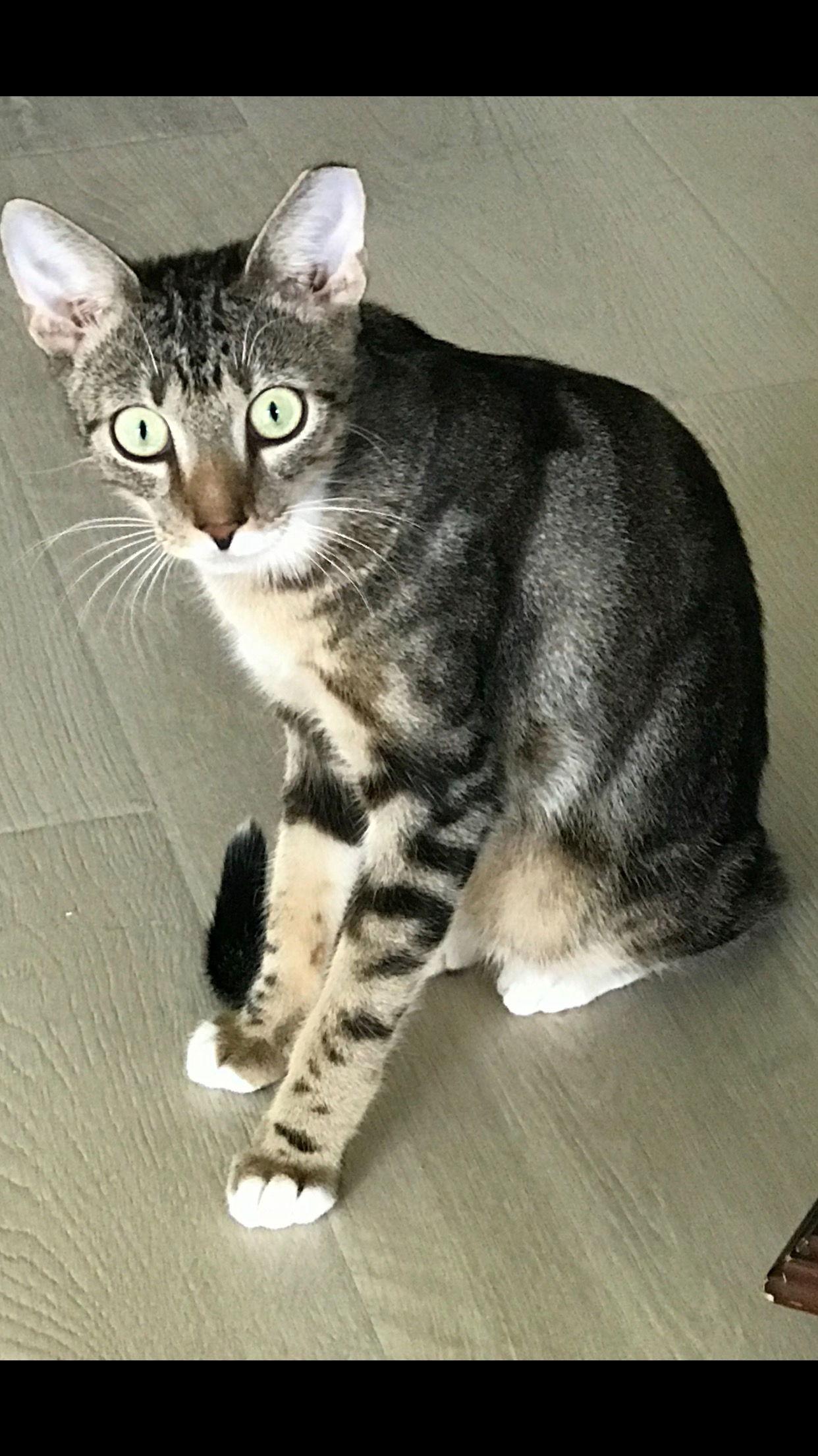 Bugsy, Adoptable, Adult Male Domestic Short Hair.