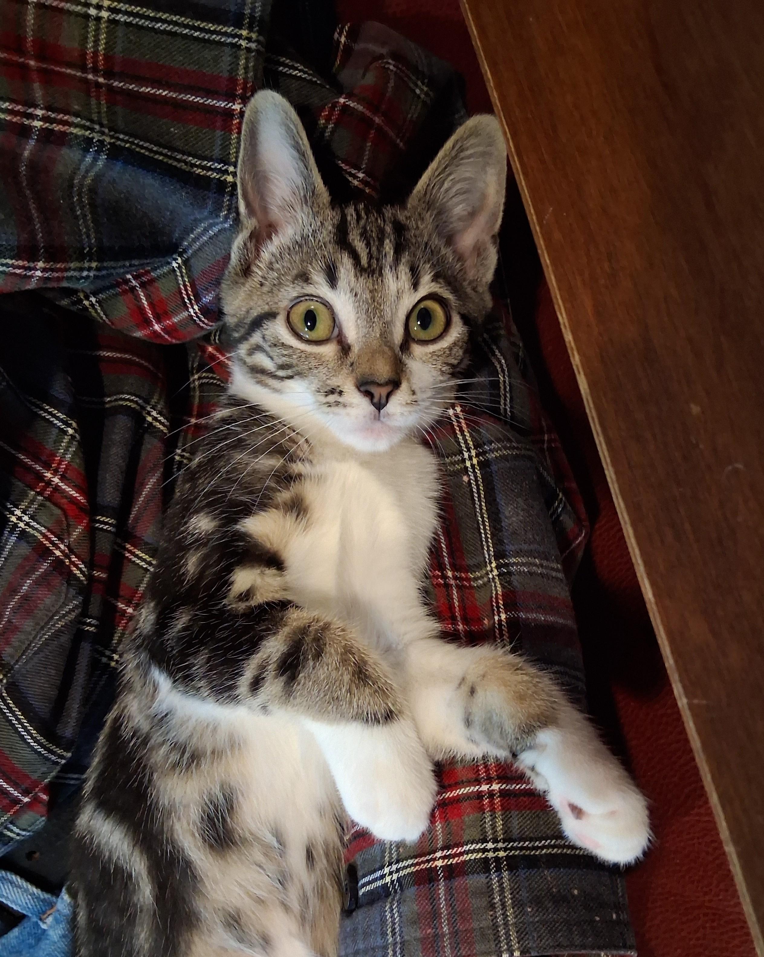 Enlarge Stripey and Carmelo, a Adoptable Domestic Short Hair in Alexandria, VA image 2/6