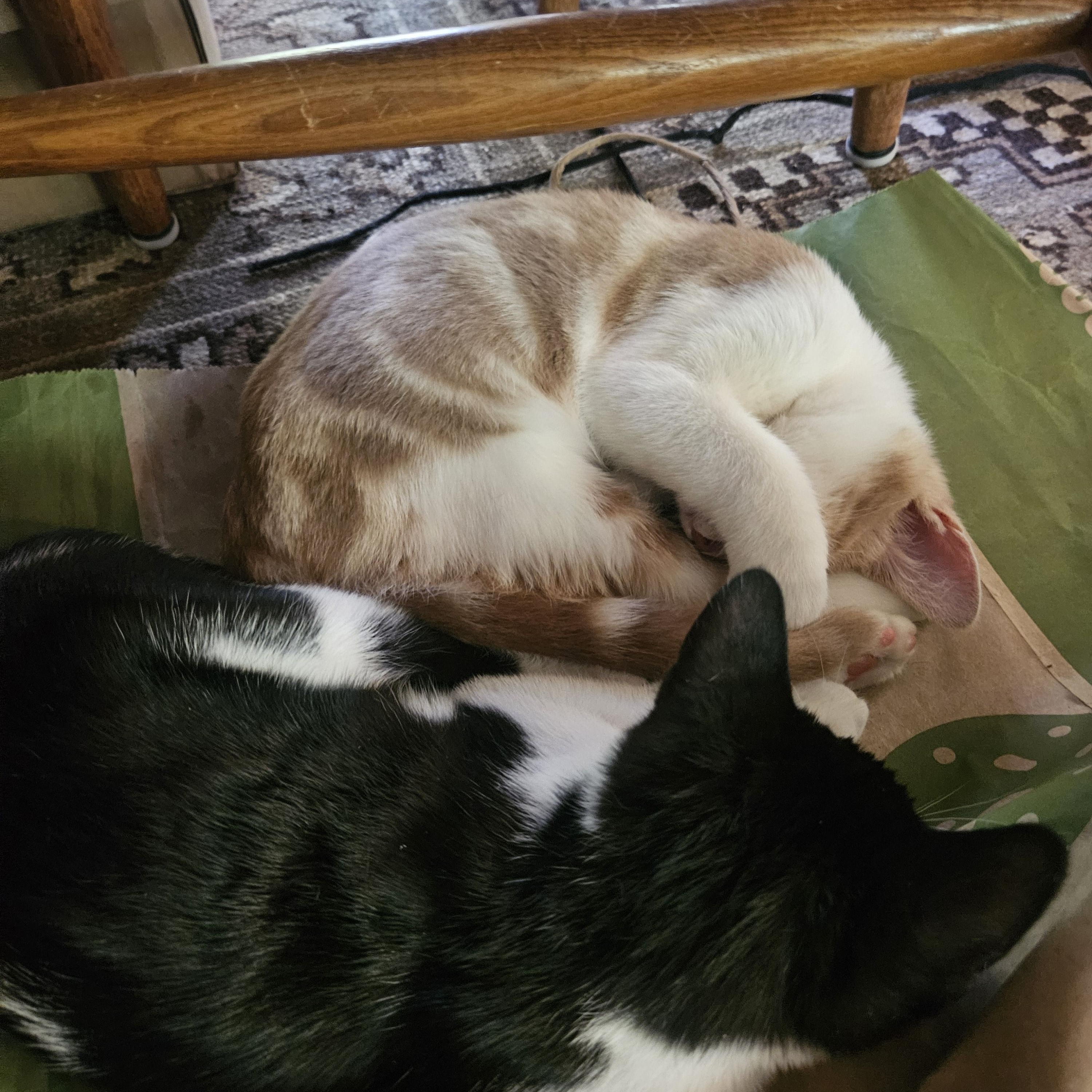 Enlarge Stripey and Carmelo, a Adoptable Domestic Short Hair in Alexandria, VA image 5/6