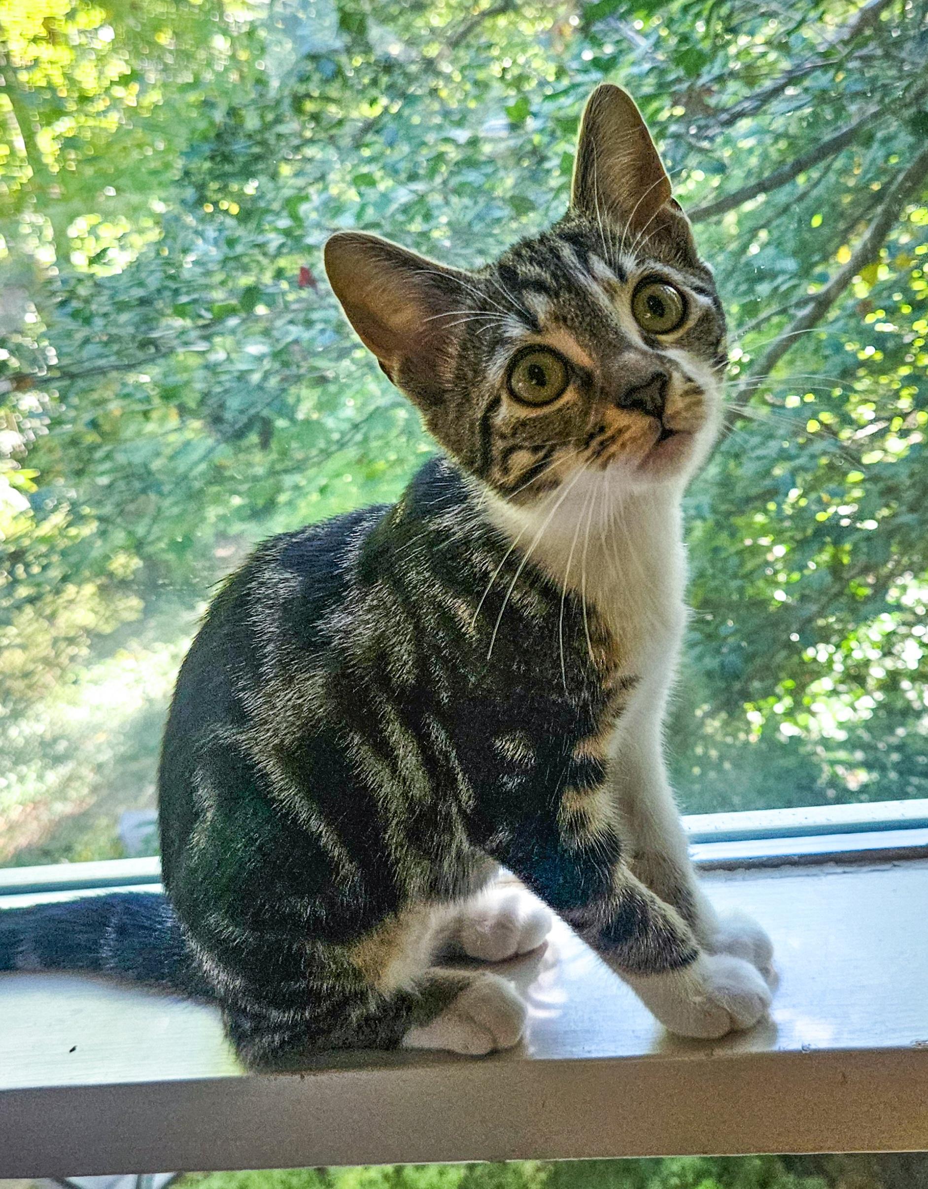 Enlarge Stripey and Carmelo, a Adoptable Domestic Short Hair in Alexandria, VA image 3/6