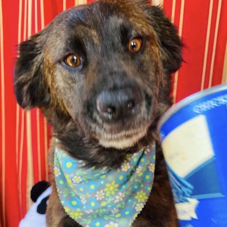 Dosa, Adoptable, Adult Female Shepherd.