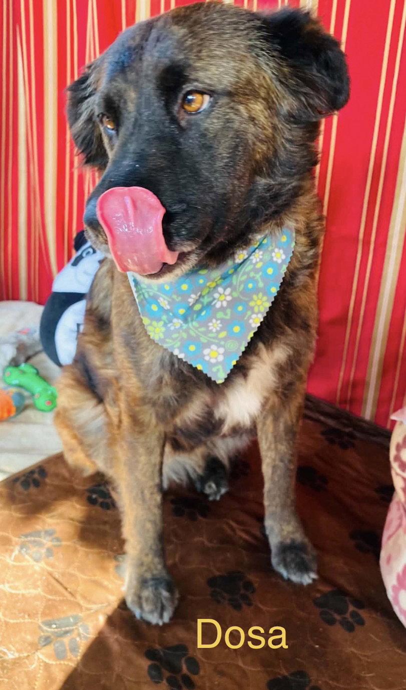 Enlarge Dosa, a Adoptable Shepherd in Los Angeles, CA image 2/3