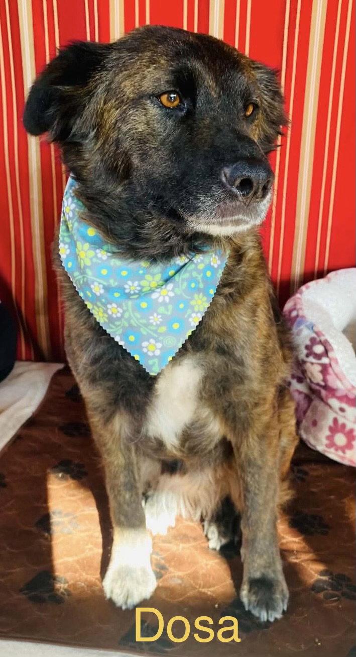 Enlarge Dosa, a Adoptable Shepherd in Los Angeles, CA image 3/3