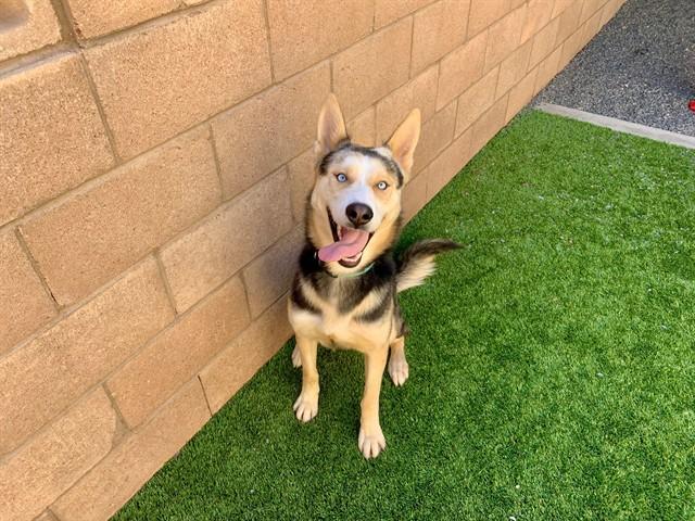 Enlarge ROCKET, a Adoptable mixed breed in Moreno Valley, CA image 1/1