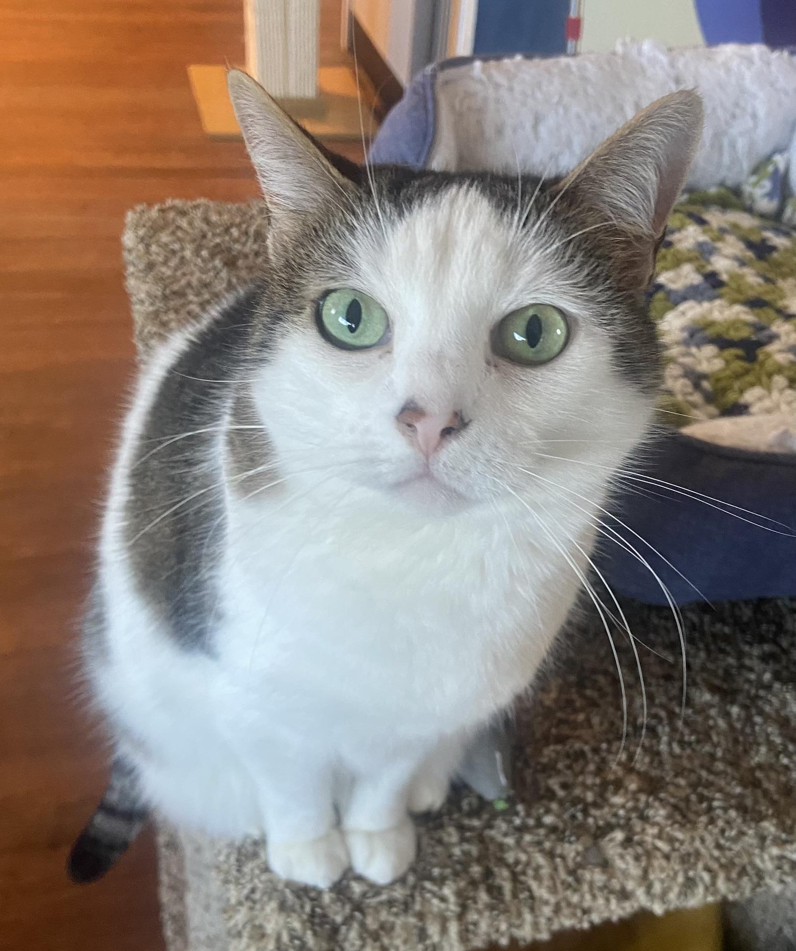 Enlarge Miley, an adopted Domestic Short Hair in Breinigsville, PA image 1/3