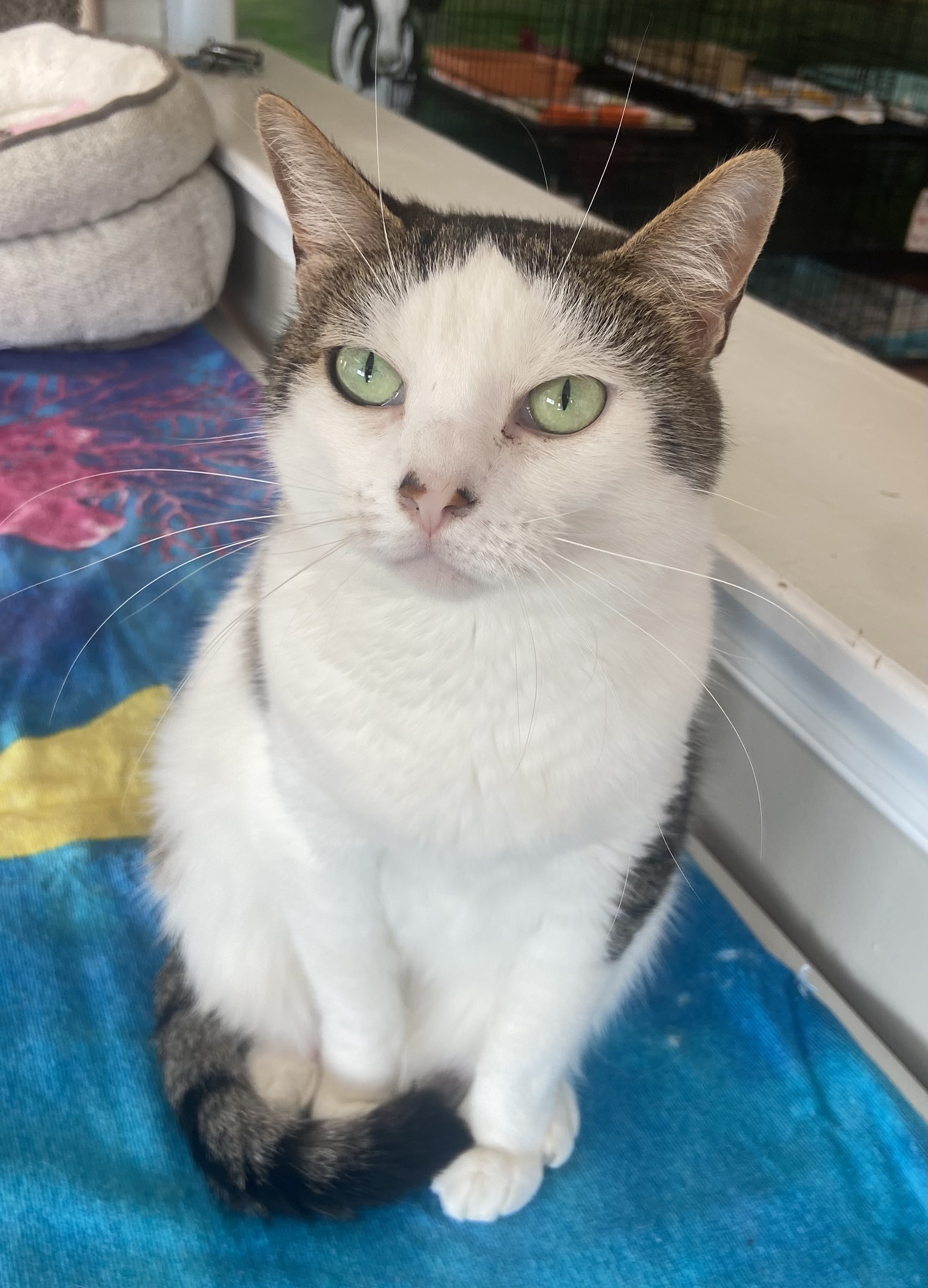 Enlarge Miley, an adopted Domestic Short Hair in Breinigsville, PA image 3/3