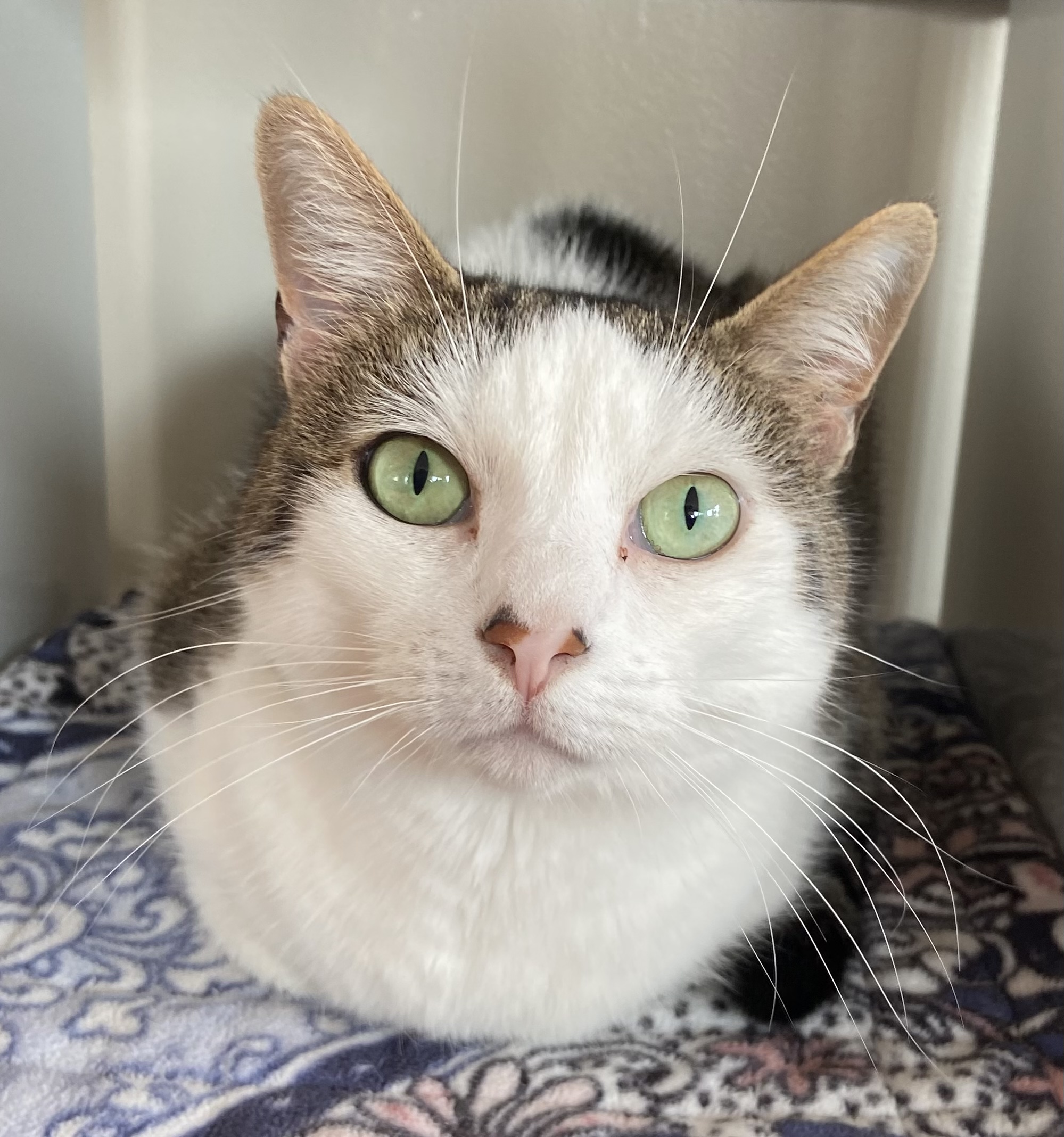 Enlarge Miley, an adopted Domestic Short Hair in Breinigsville, PA image 2/3