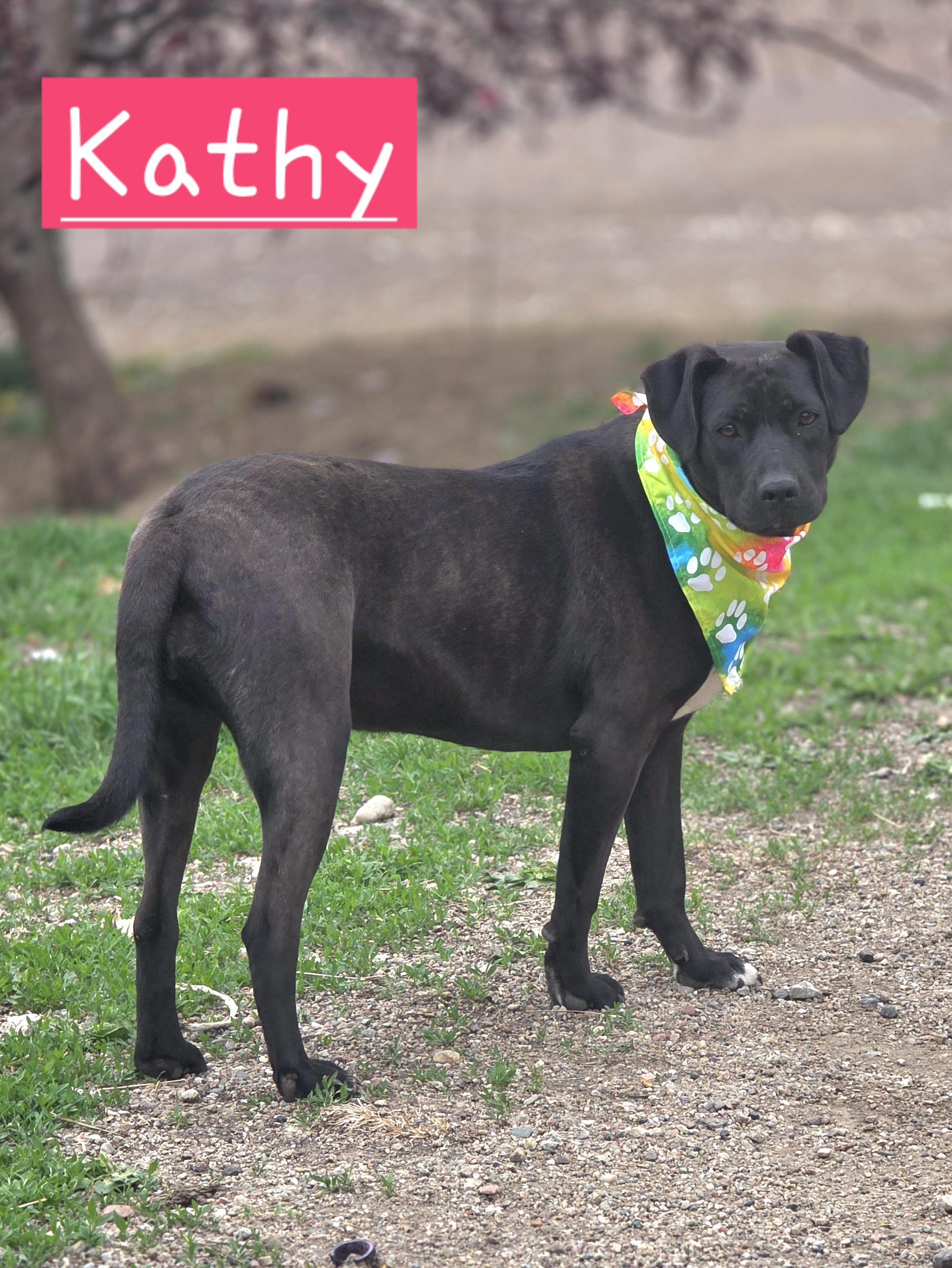 Kathy, Adoptable, Young Female Black Labrador Retriever & Pit Bull Terrier.