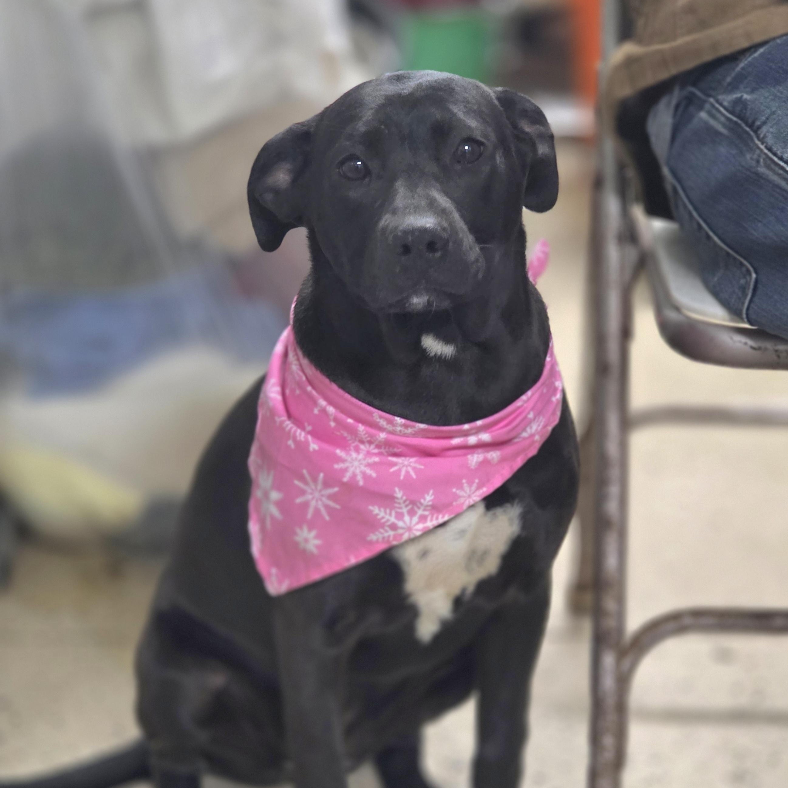 Enlarge Kathy, a Adoptable mixed breed in Walthill, NE image 3/6