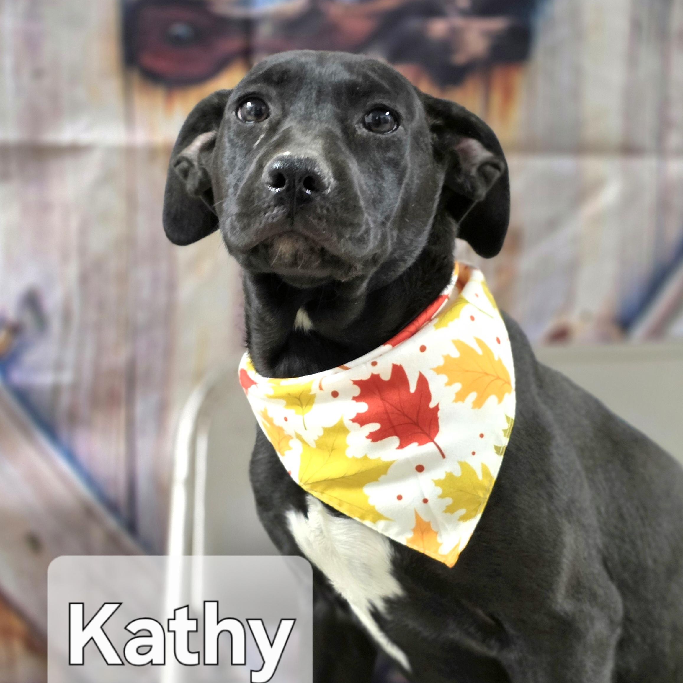 Enlarge Kathy, a Adoptable mixed breed in Walthill, NE image 4/6