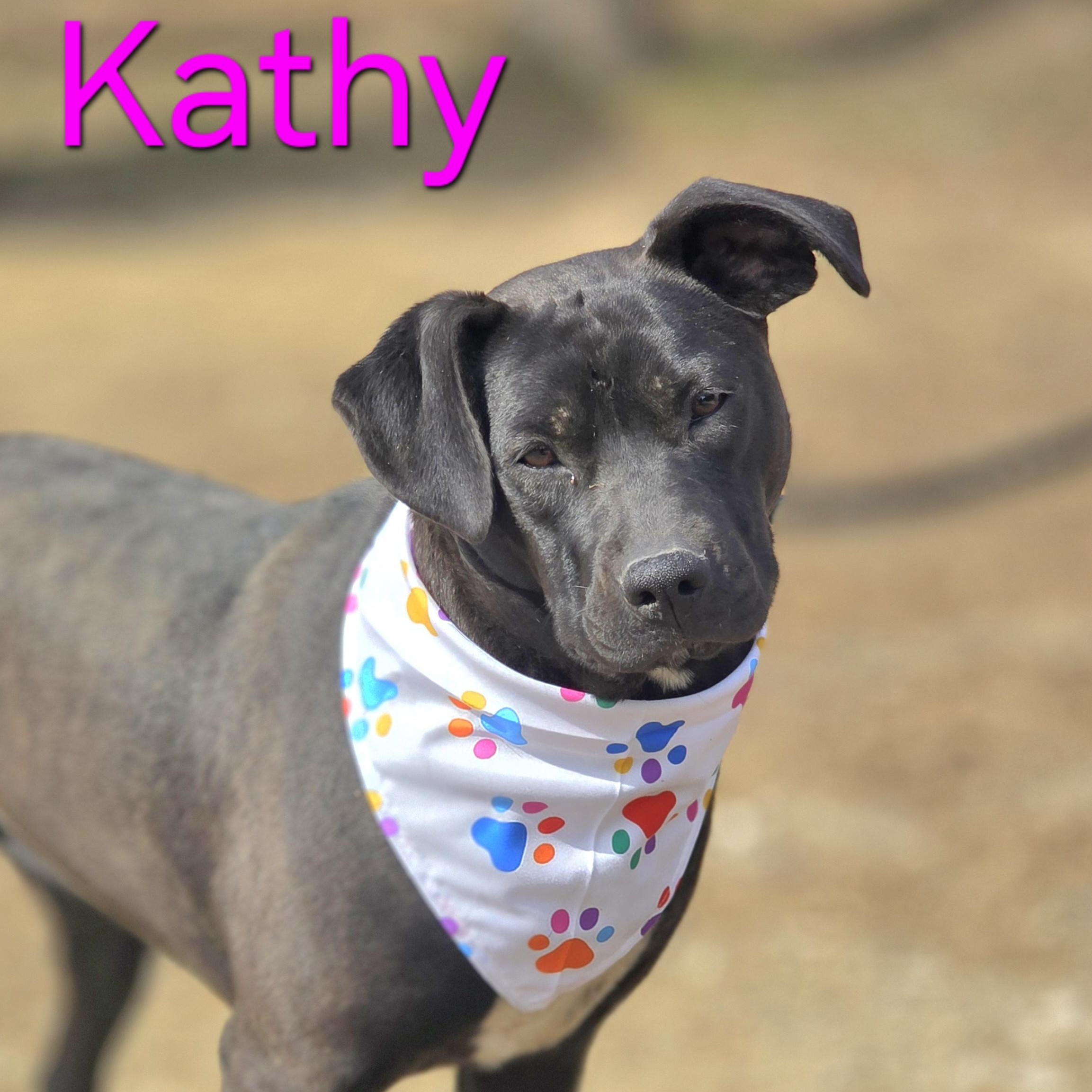 Kathy, Adoptable, Young Female Black Labrador Retriever & Pit Bull Terrier.