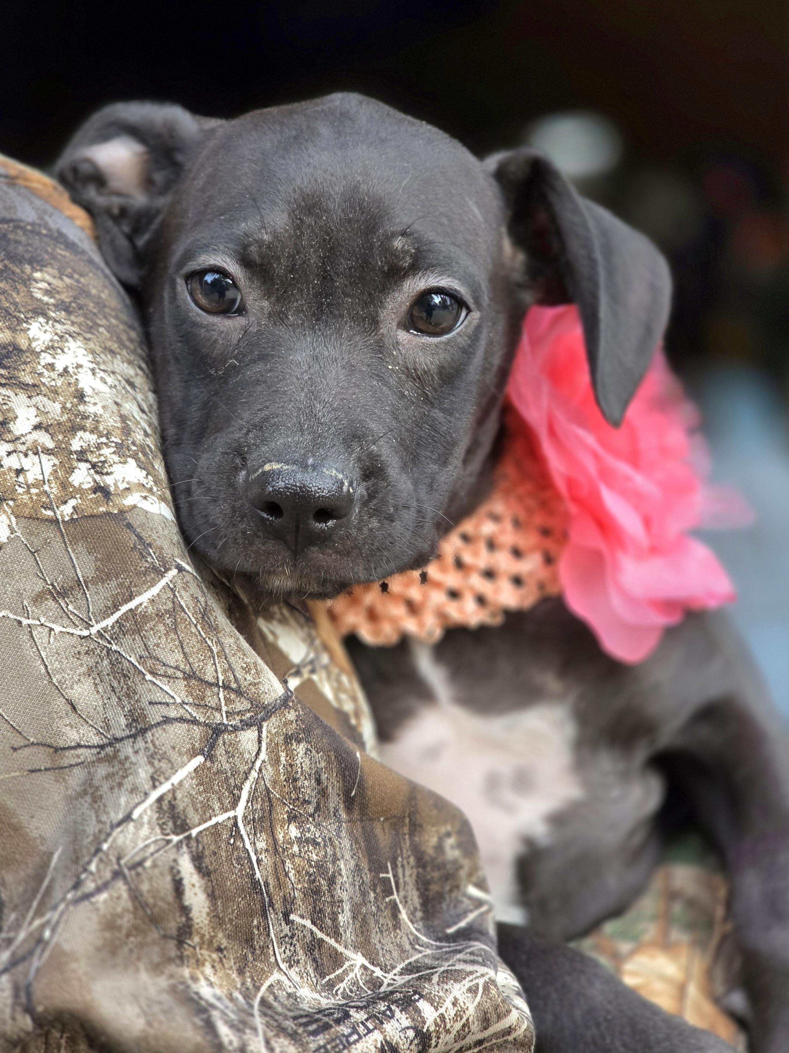 Enlarge Kathy, a Adoptable mixed breed in Walthill, NE image 6/6