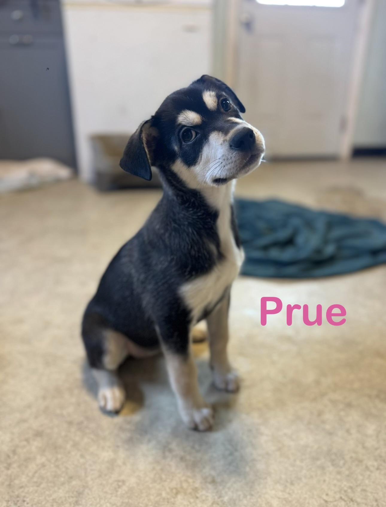 Enlarge Prue, a ADOPTABLE mixed breed in Spring City, PA image 3/4