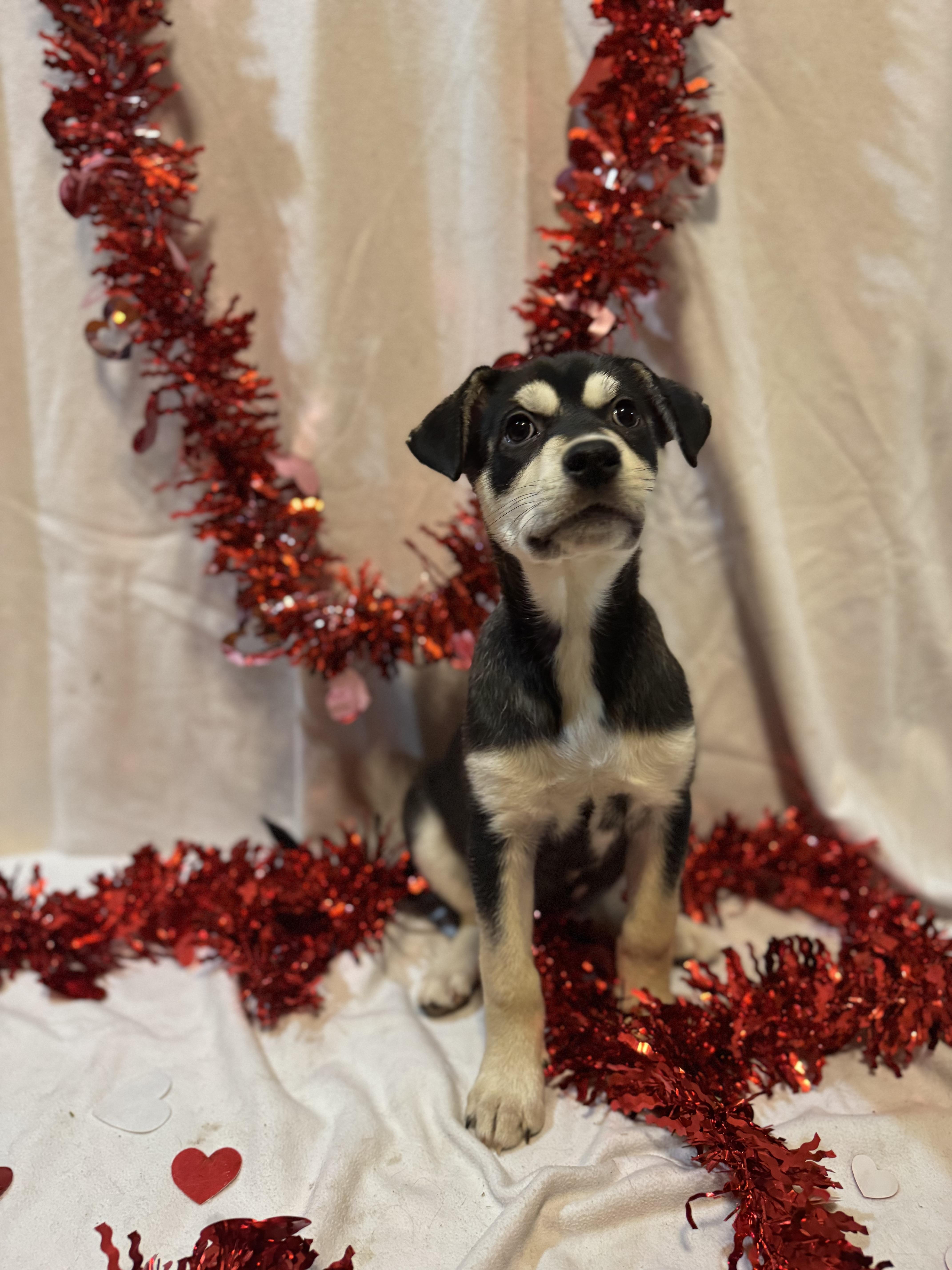 Enlarge Prue, a ADOPTABLE mixed breed in Spring City, PA image 4/4