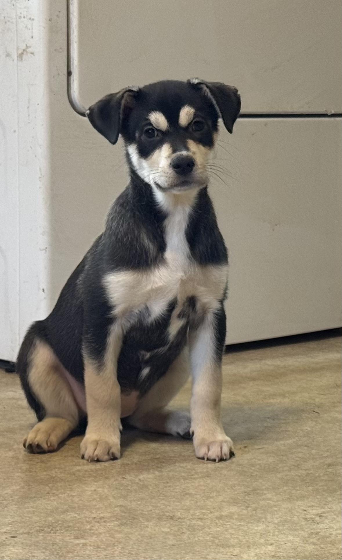Prue, ADOPTABLE, Puppy Female Siberian Husky & Labrador Retriever.