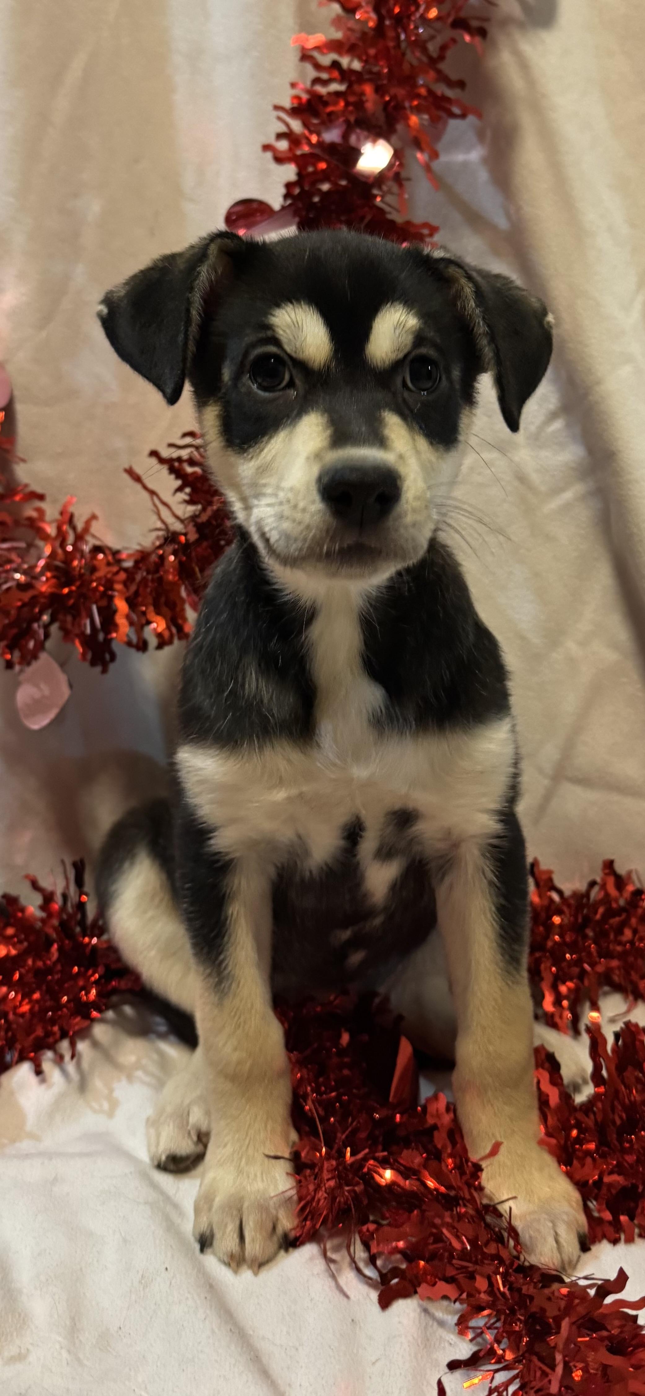 Enlarge Prue, a ADOPTABLE mixed breed in Spring City, PA image 2/4