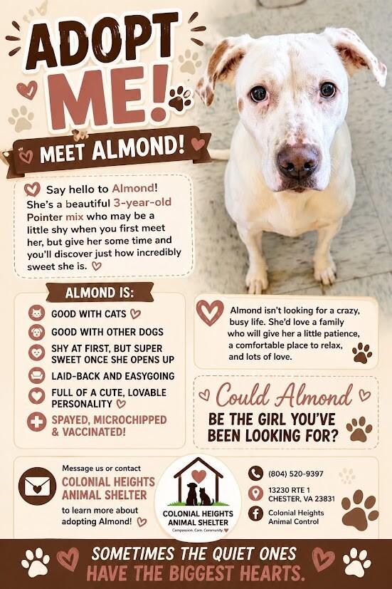 Almond, Adoptable, Adult Female Mixed Breed.