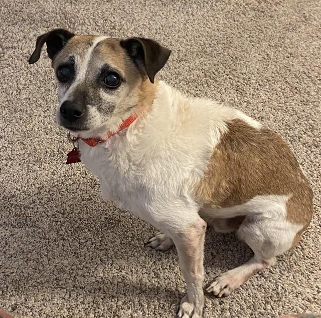 OTIS, Adoptable, Adult Male Chihuahua & Mixed Breed.