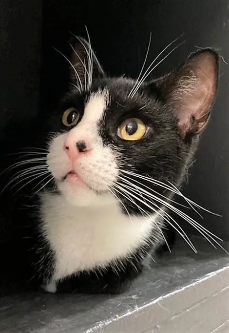 Enlarge Ester, a Adoptable Tuxedo in Huntington, NY image 1/2