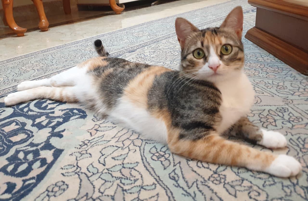 Dalida- Tiny athlete, big heart, ADOPTABLE, Young Female Domestic Short Hair.