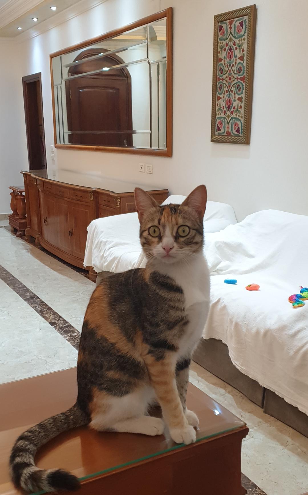 Dalida- Tiny athlete, big heart, ADOPTABLE, Adult Female Domestic Short Hair.