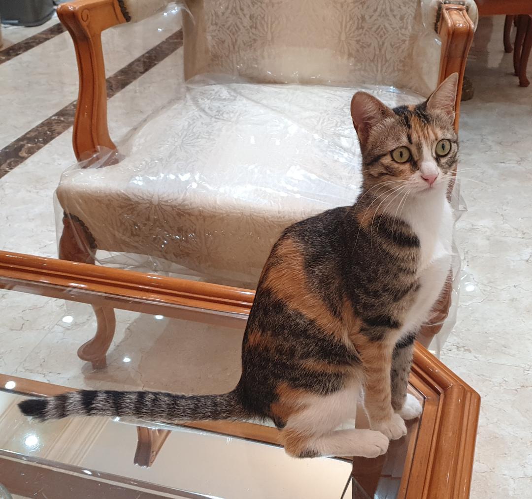 Enlarge Dalida- Tiny athlete, big heart, a ADOPTABLE mixed breed in North York, ON image 2/6