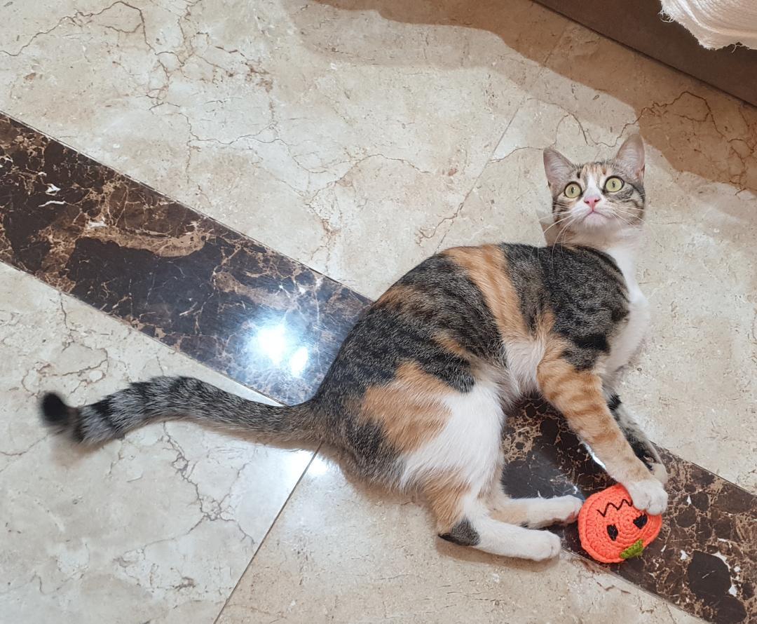 Enlarge Dalida- Tiny athlete, big heart, a ADOPTABLE mixed breed in North York, ON image 6/6