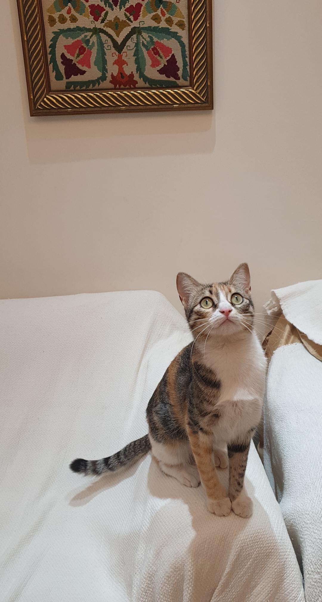 Enlarge Dalida- Tiny athlete, big heart, a ADOPTABLE mixed breed in North York, ON image 5/6