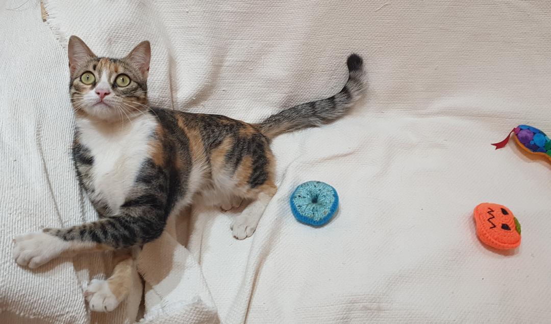 Enlarge Dalida- Tiny athlete, big heart, a ADOPTABLE mixed breed in North York, ON image 3/6