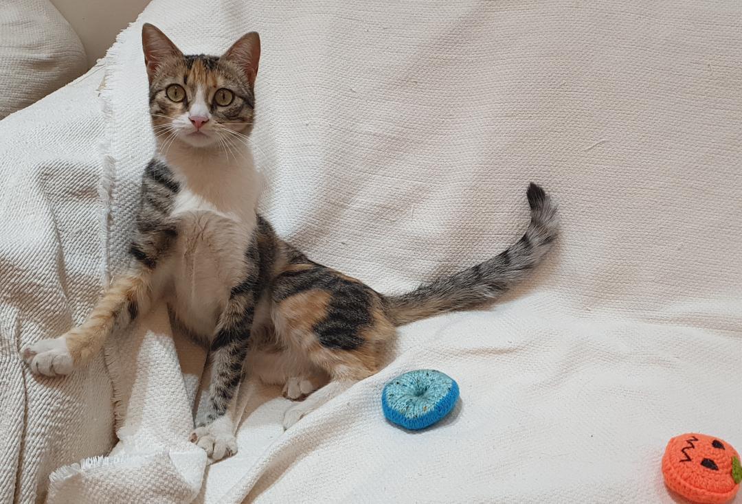 Enlarge Dalida- Tiny athlete, big heart, a ADOPTABLE mixed breed in North York, ON image 4/6