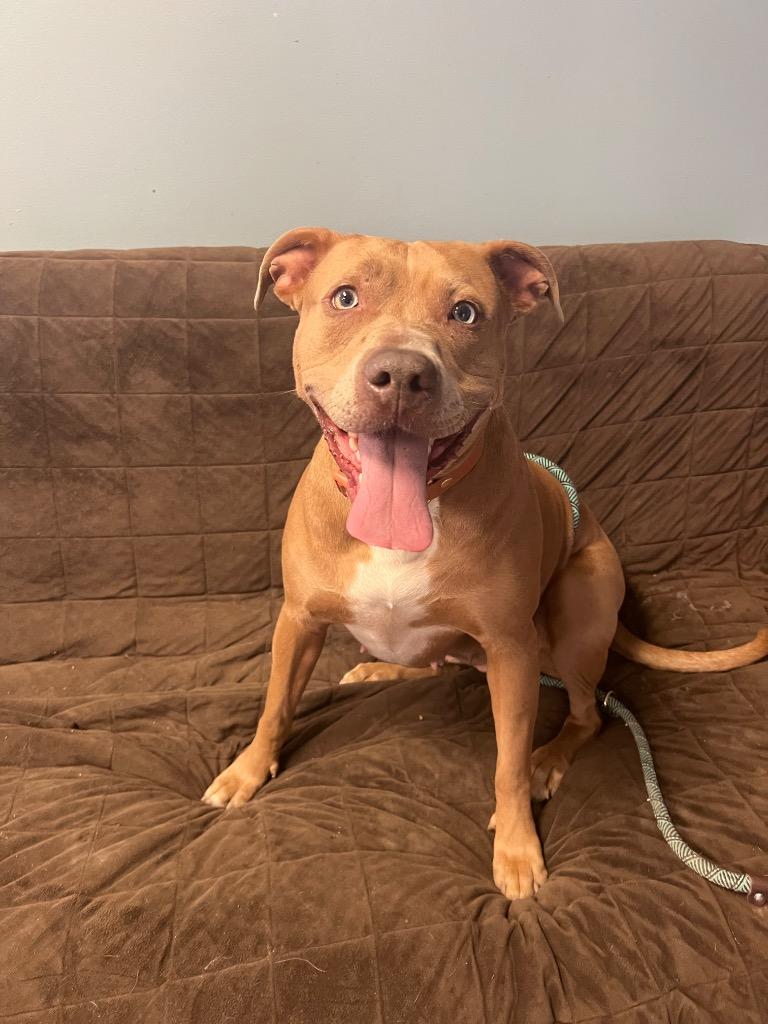 Enlarge Ginger, a Adoptable Pit Bull Terrier in Marion, OH image 1/5