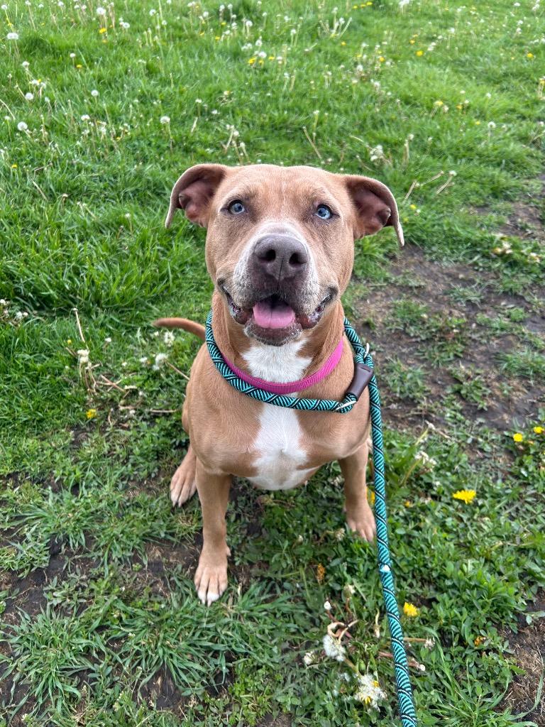 Enlarge Ginger, a Adoptable Pit Bull Terrier in Marion, OH image 2/6