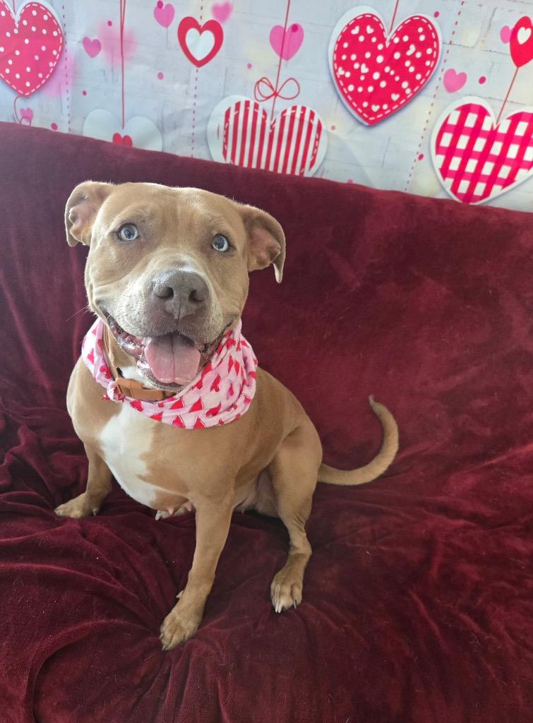 Ginger, a Adoptable Pit Bull Terrier in Marion, OH image 1/4