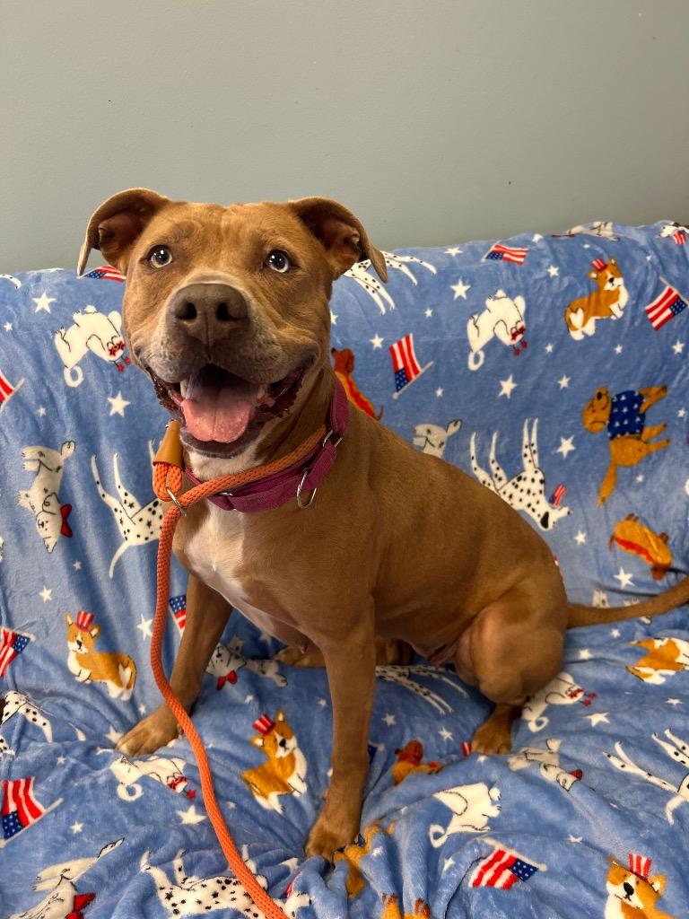 Ginger, a Adoptable Pit Bull Terrier in Marion, OH image 2/3
