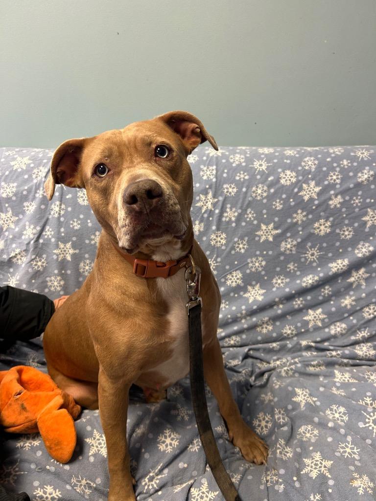 Ginger, a Adoptable Pit Bull Terrier in Marion, OH image 2/4