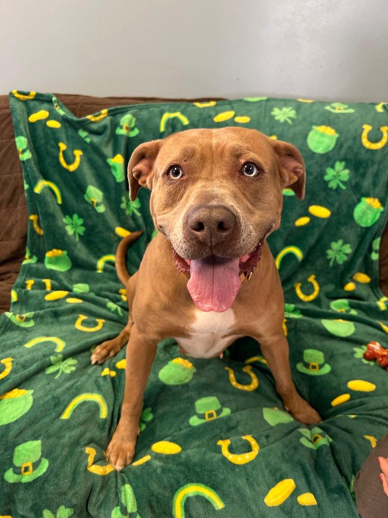 Enlarge Ginger, a Adoptable Pit Bull Terrier in Marion, OH image 4/5